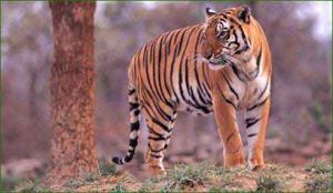 Rajasthan Wildlife Tour
