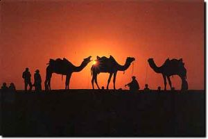 Tours & Travels Services