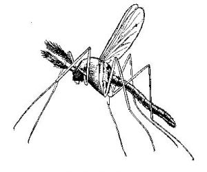 Mosquitoes